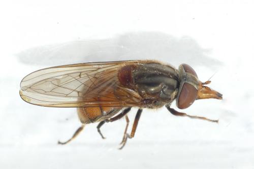 Réf. 204 493 : Rhingia campestris